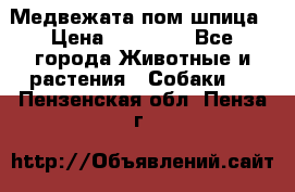 Медвежата пом шпица › Цена ­ 40 000 - Все города Животные и растения » Собаки   . Пензенская обл.,Пенза г.